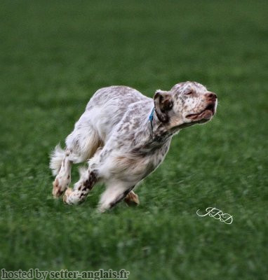 Setter Anglais JAWAK DU PARC DES CHAUMES Setter Anglais JAWAK DU PARC DES CHAUMES